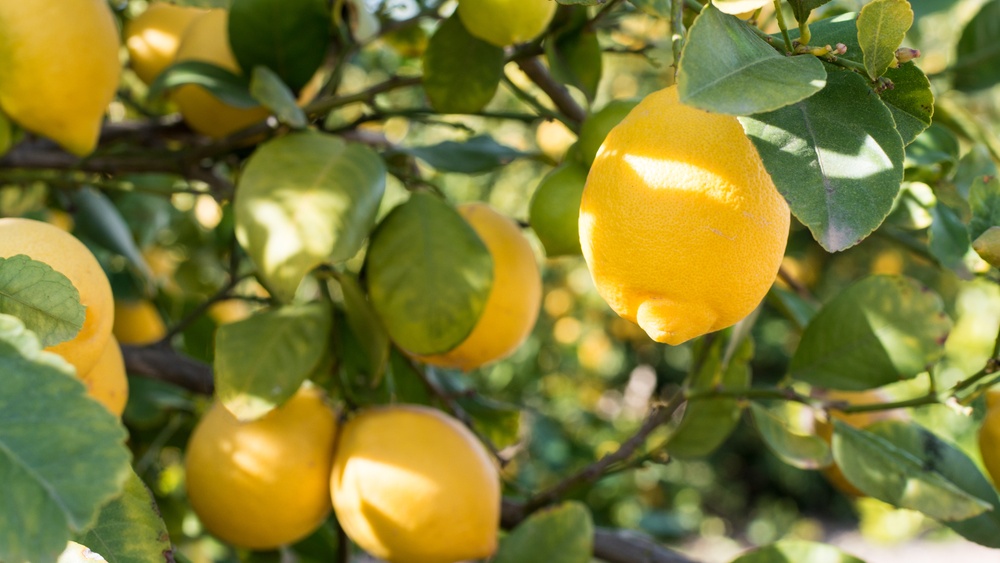 A group of lemons on a tree  Description automatically generated with medium confidence